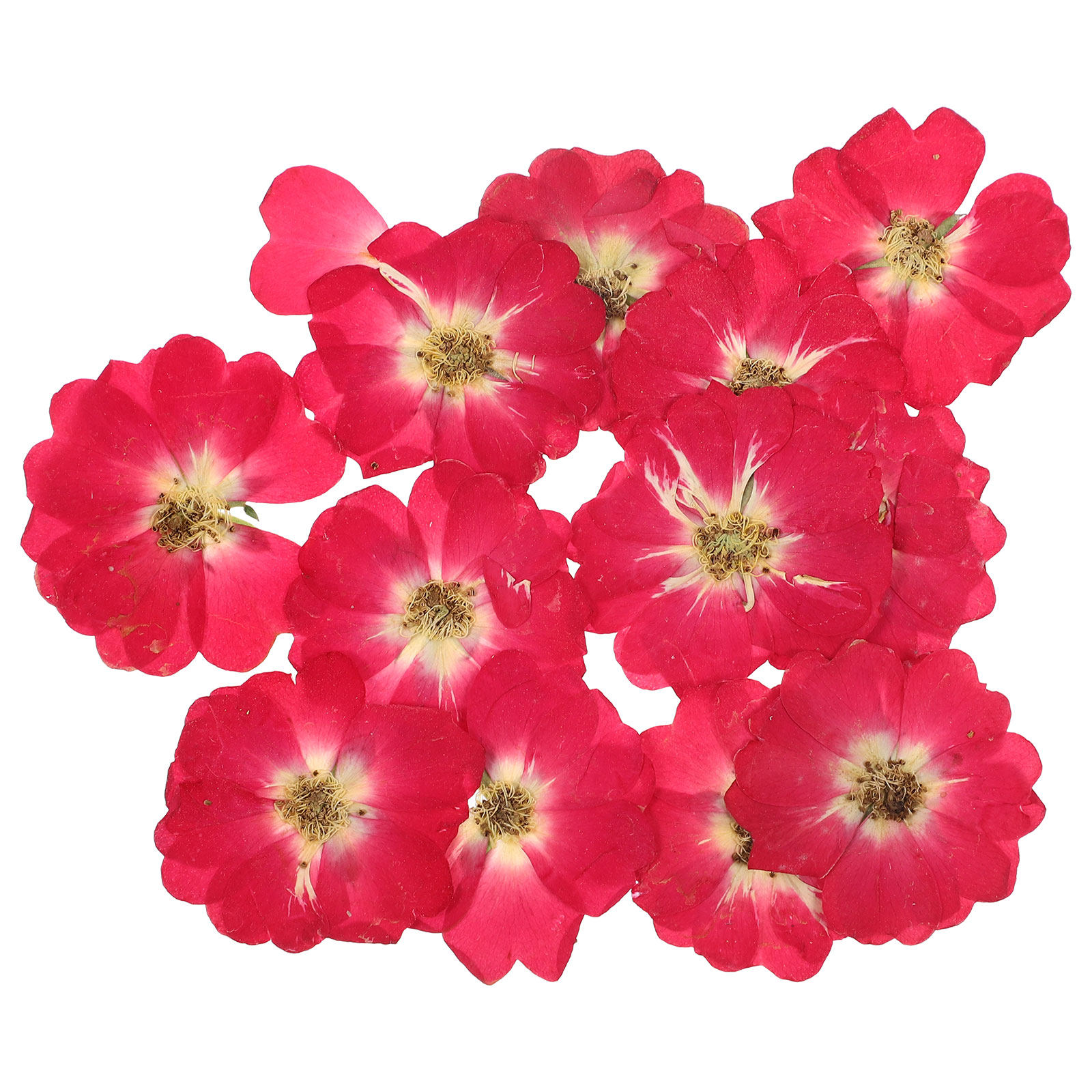 12Pcs Natural Dried Rose Press - Art Craft Flower incelemesi ve fiyatı