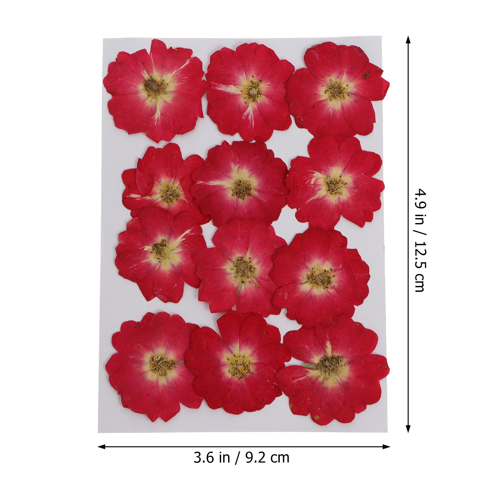 12Pcs Natural Dried Rose Press - Art Craft Flower incelemesi ve fiyatı