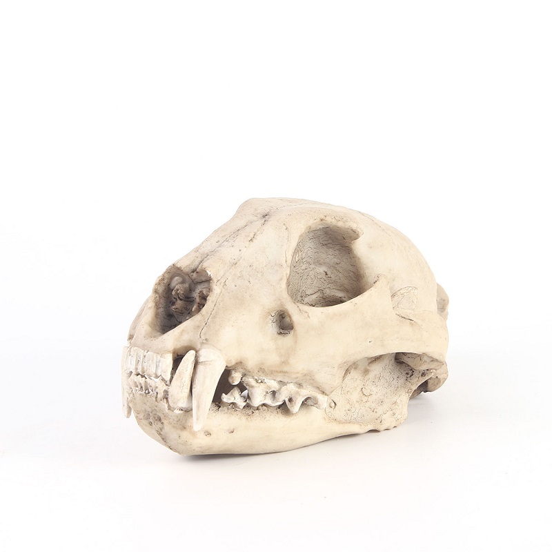 Leopard Skull Model Resin Craf - Art And Craft Zoo Animals incelemesi ve fiyatı