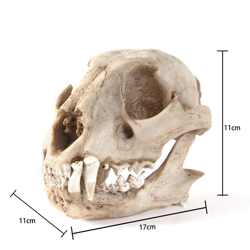 Leopard Skull Model Resin Craf - Art And Craft Zoo Animals incelemesi ve fiyatı