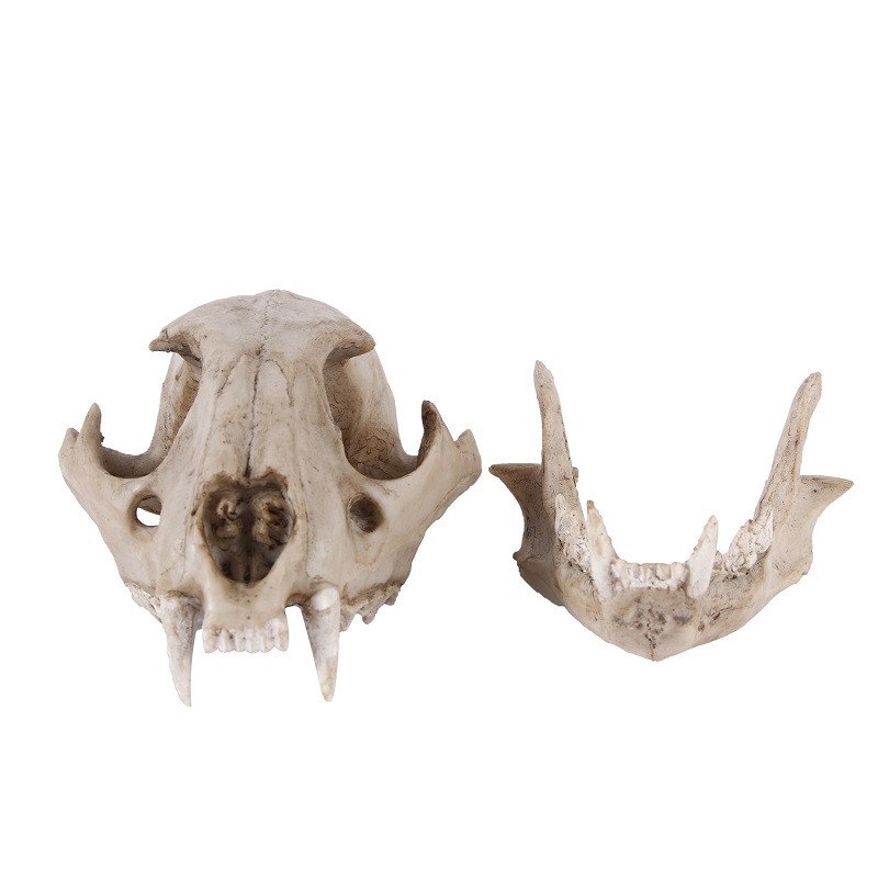 Leopard Skull Model Resin Craf - Art And Craft Zoo Animals incelemesi ve fiyatı