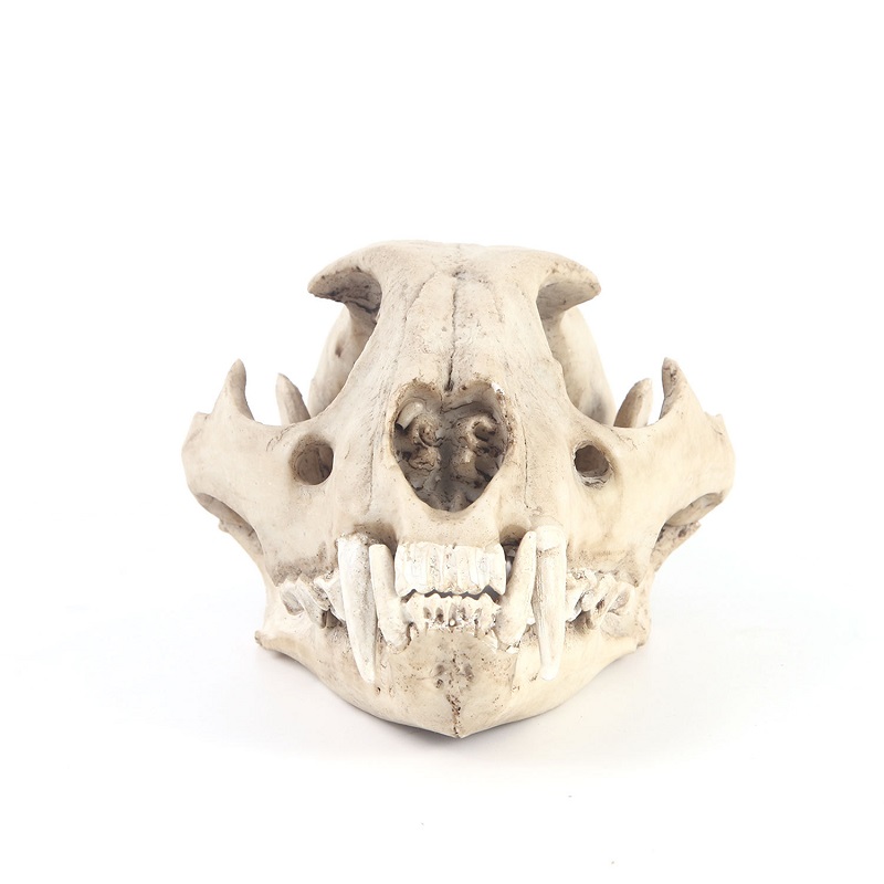 Leopard Skull Model Resin Craf - Art And Craft Zoo Animals incelemesi ve fiyatı
